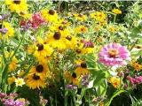 Bild des Produkts 'Naturkosmetik  aus dem Kneipp-Garten'